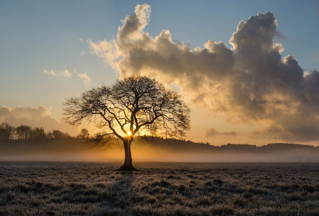 lone tree, tree, oak